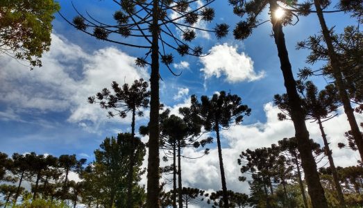 Parque Campos do Jordão : 15 passeios para aproveitar