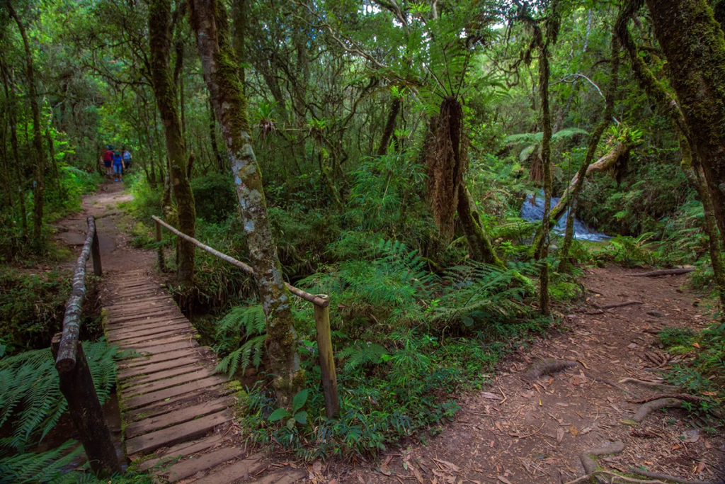 Ecoturismo em Campos do Jordão