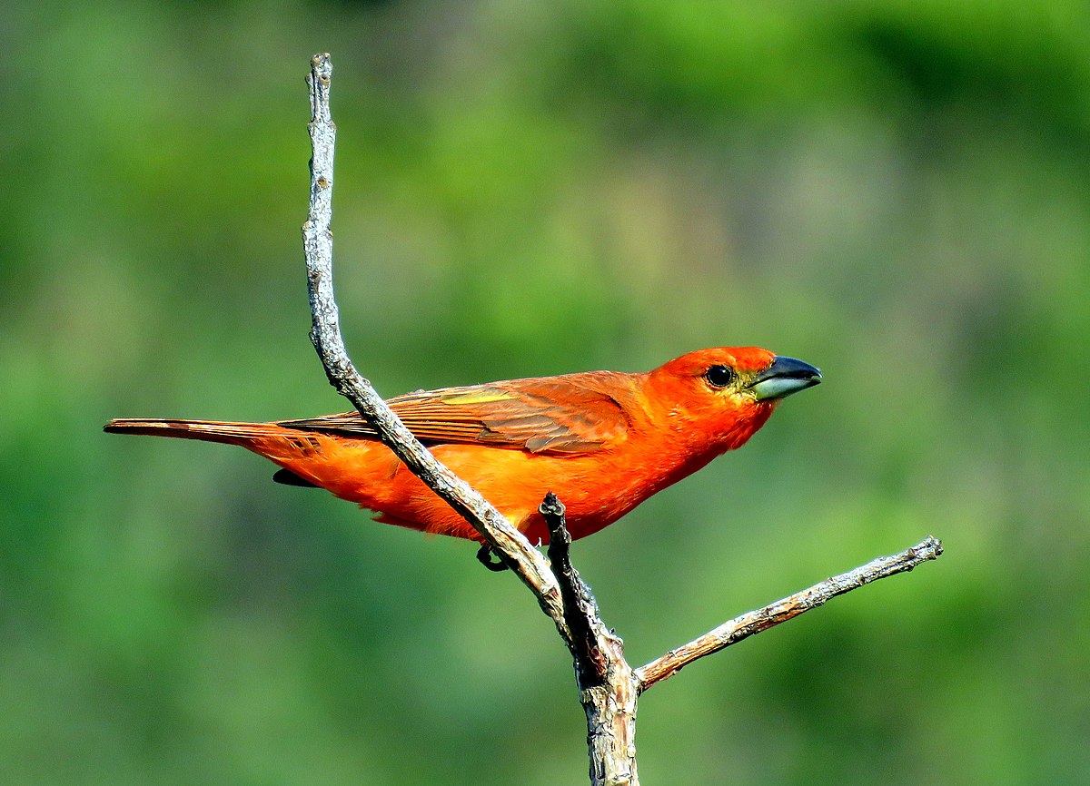 Aves em Campos do Jordão