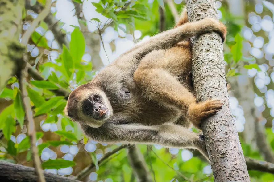 Fauna brasileira