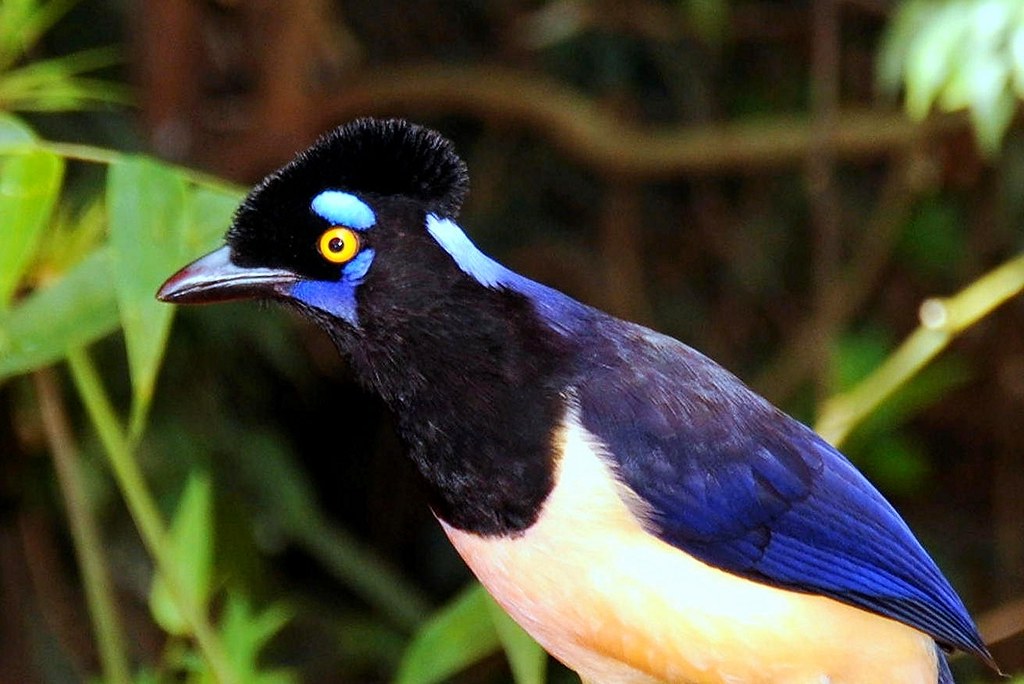 Aves em Campos do Jordão