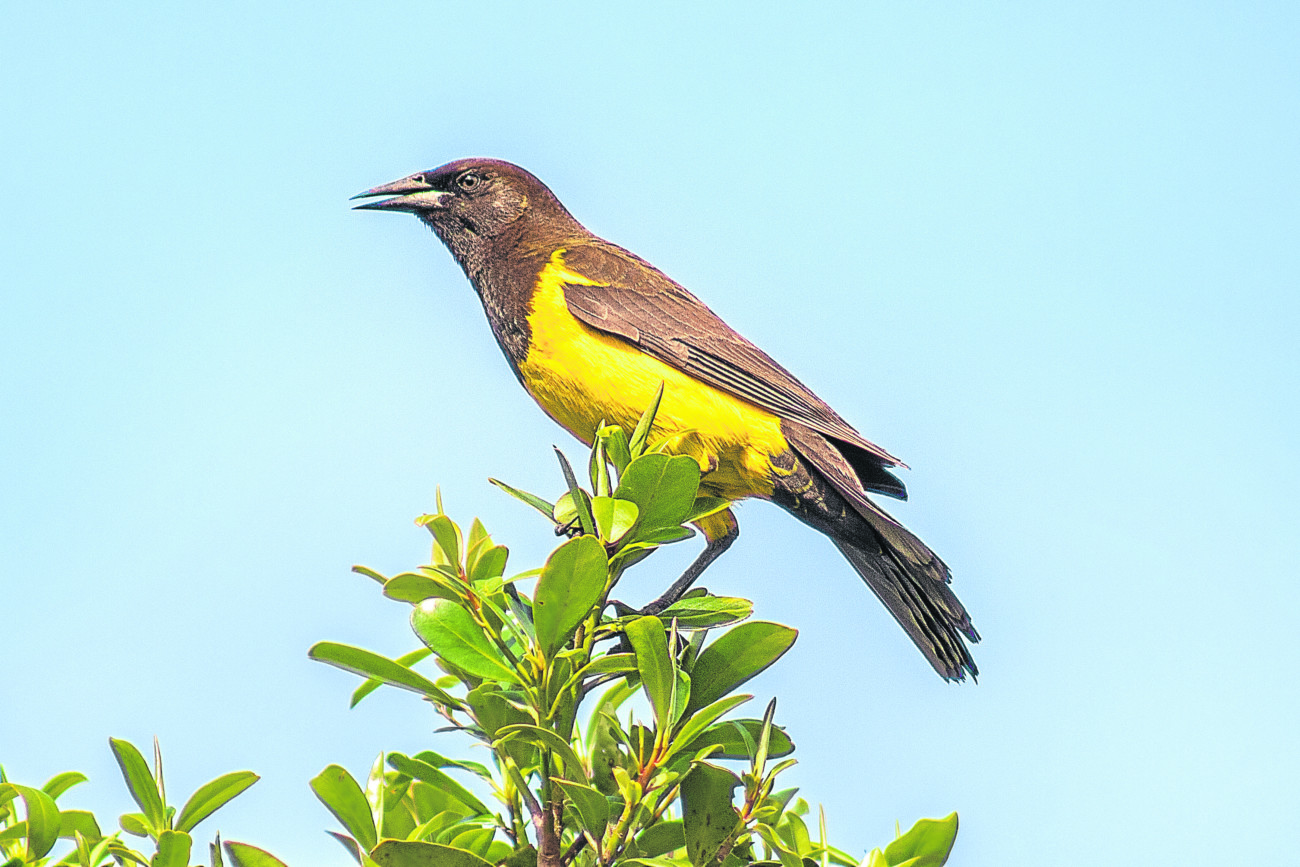 Aves em Aparecida