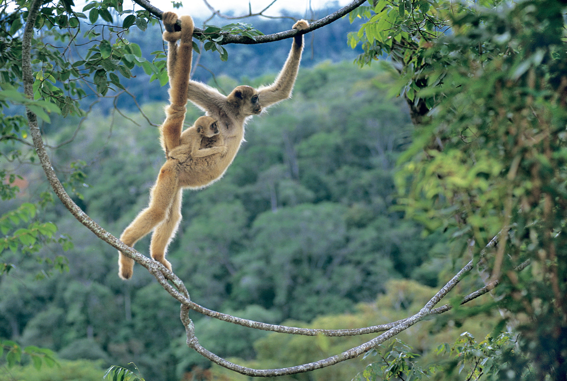 Macacos em Campos do Jordão