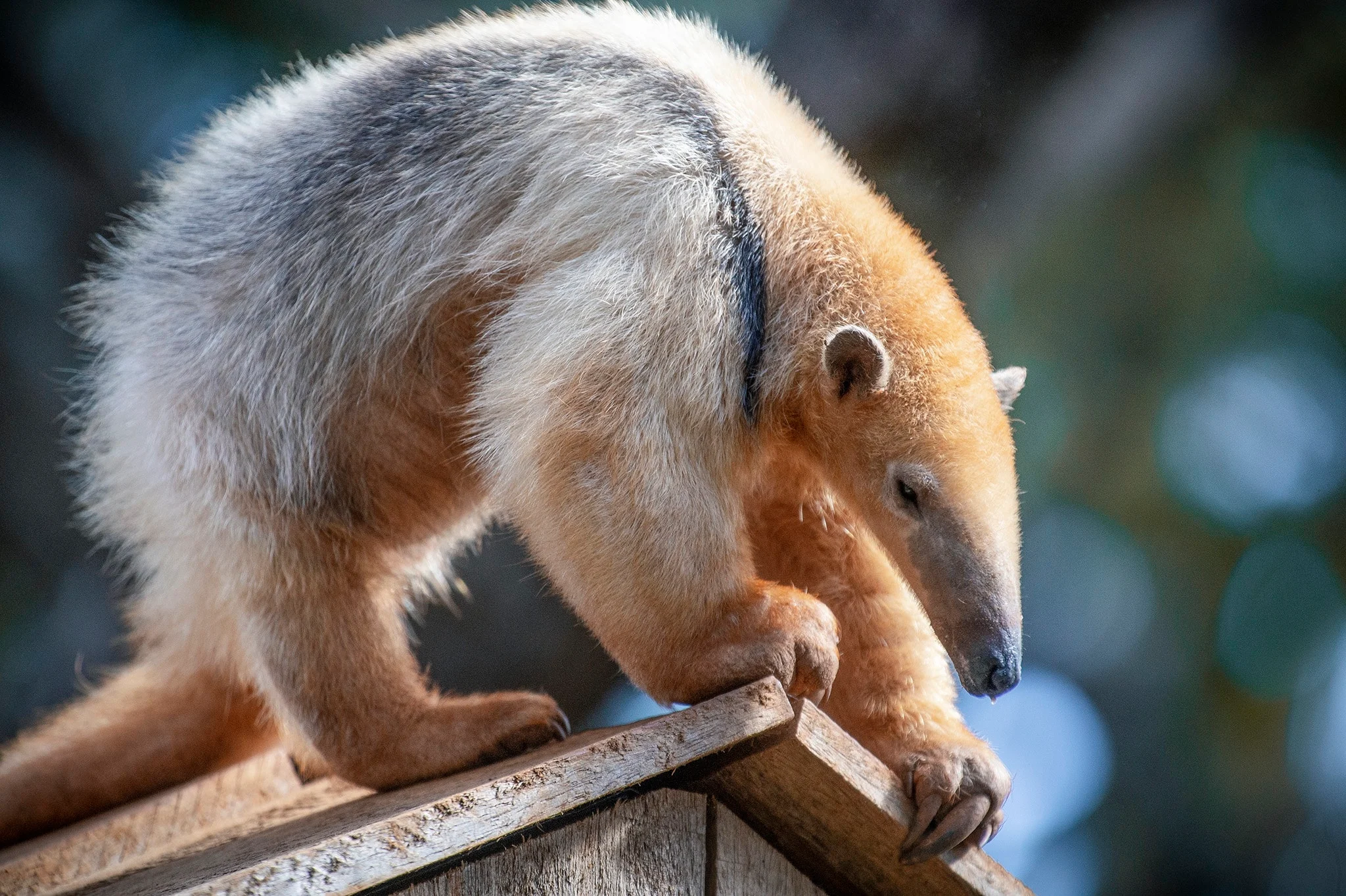 Fauna brasileira