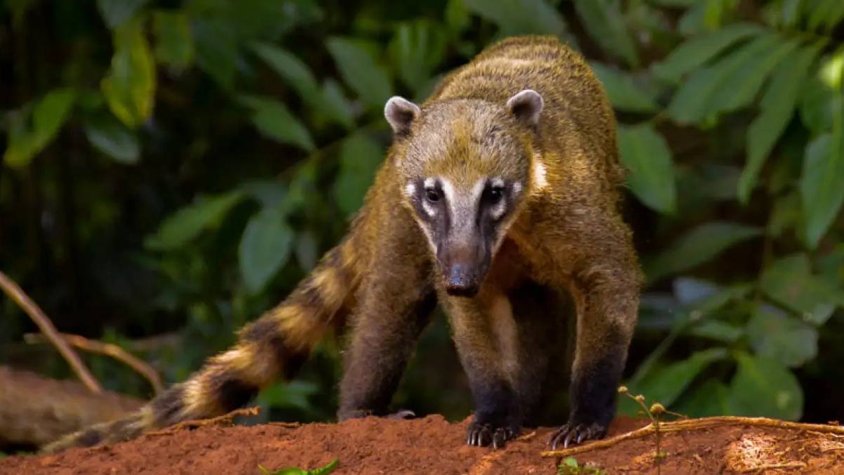 Animais brasileiros