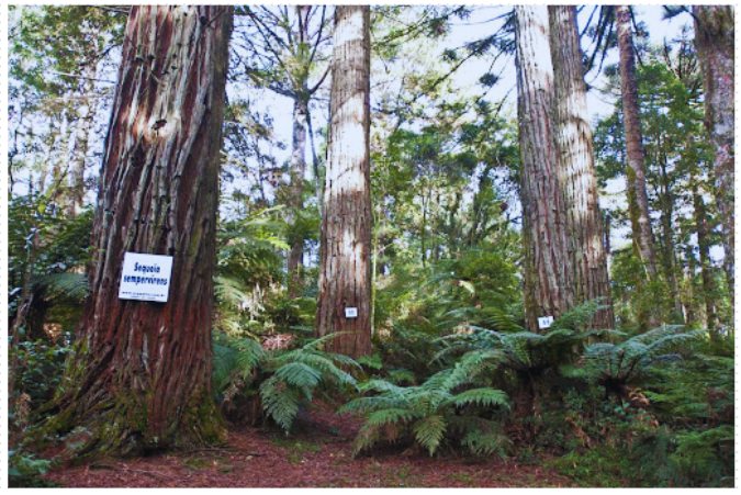 Parque das Sequoias