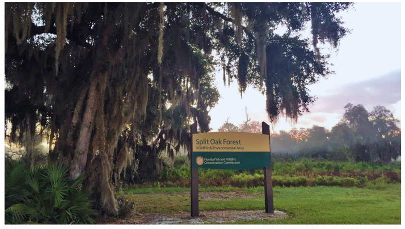 Split Oak Forest Mitigation Park