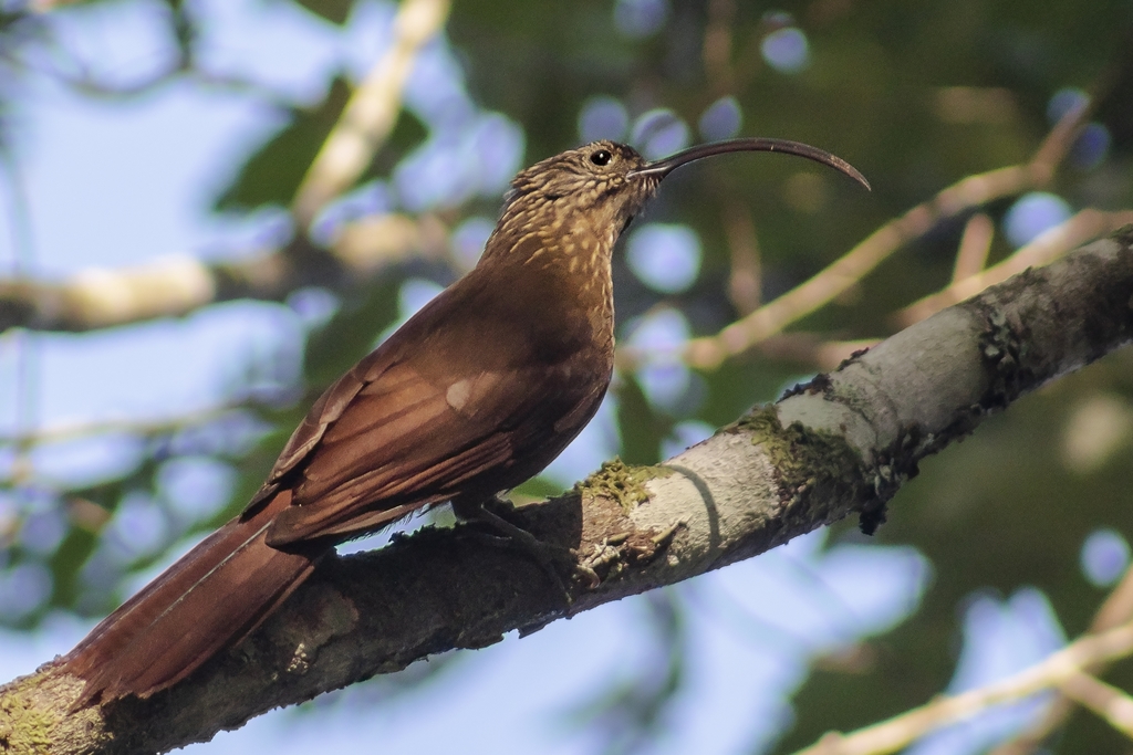 Pássaros em Campos do Jordão