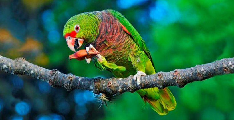 Fauna em Campos do Jordão