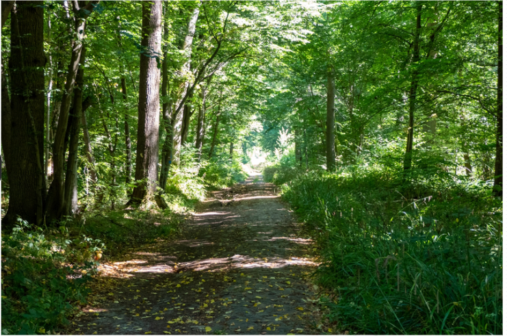 Trilha Coyes-la-Forêt