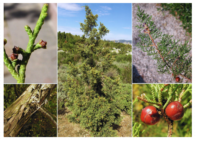  Juniperus phoenicea