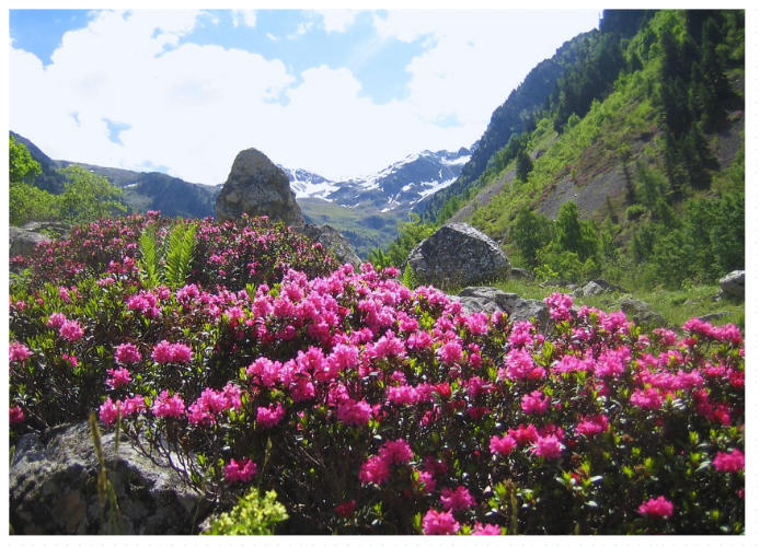 Flores na França