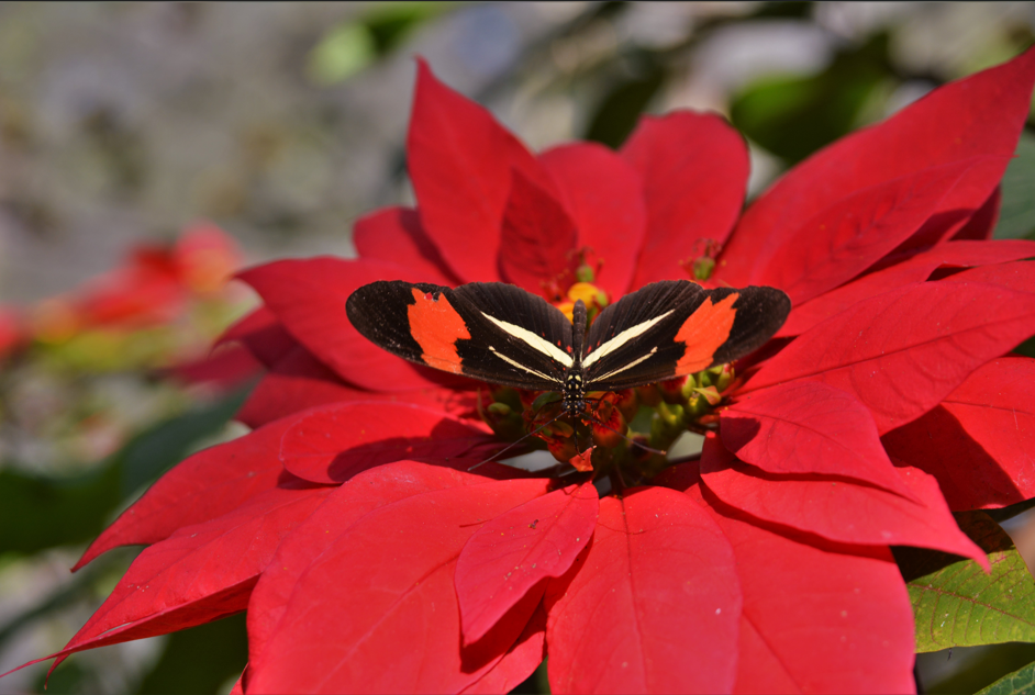 Trilhas em Campinas: Borboleta do maracujá