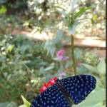 Borboleta azul