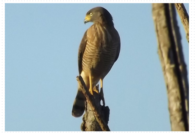 Aves no RJ