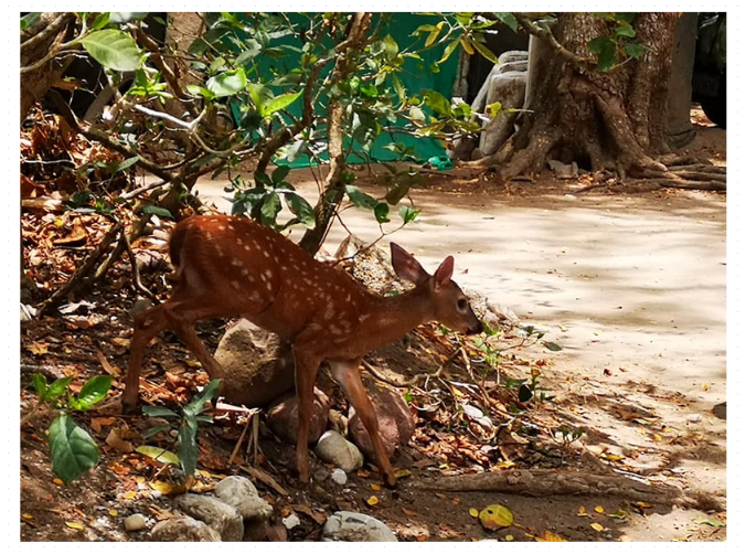 Fauna Costa Rica