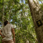 Dicas Ilha do Combú